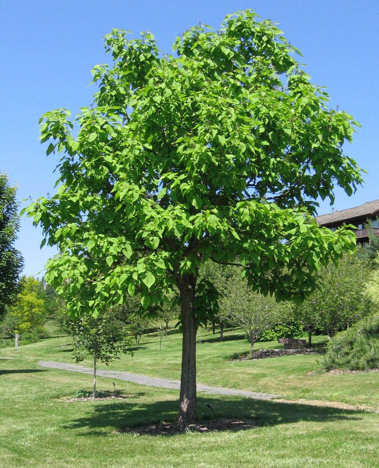 northern catalpa reference