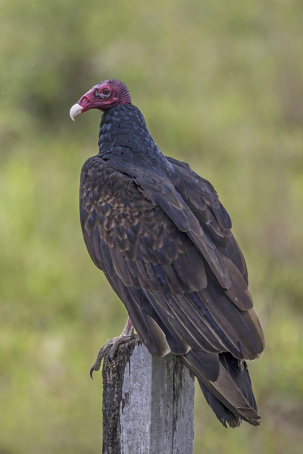 Turkey Vulture reference