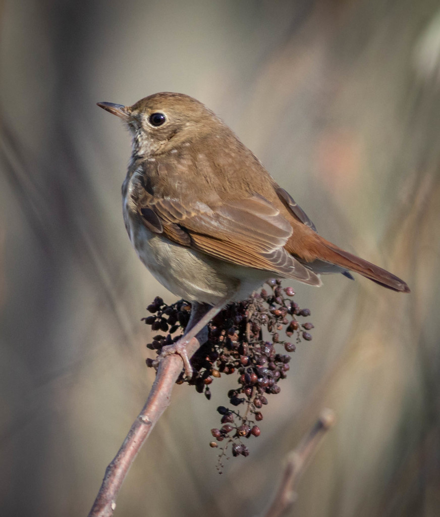 Hermit Thrush reference