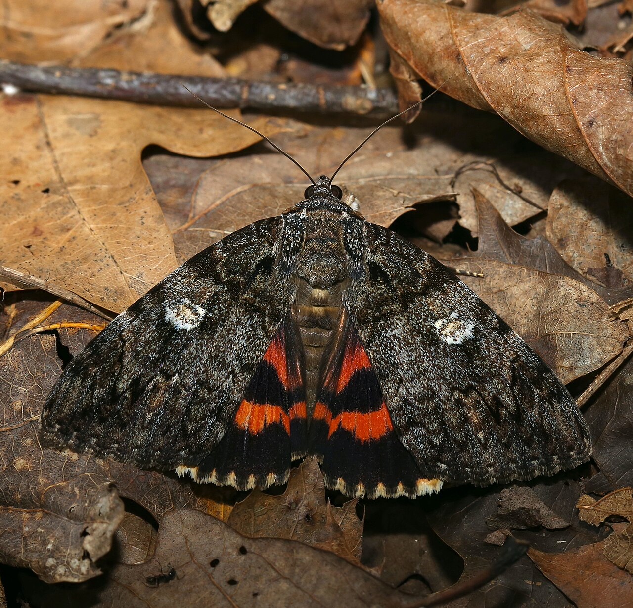 Ilia Underwing reference