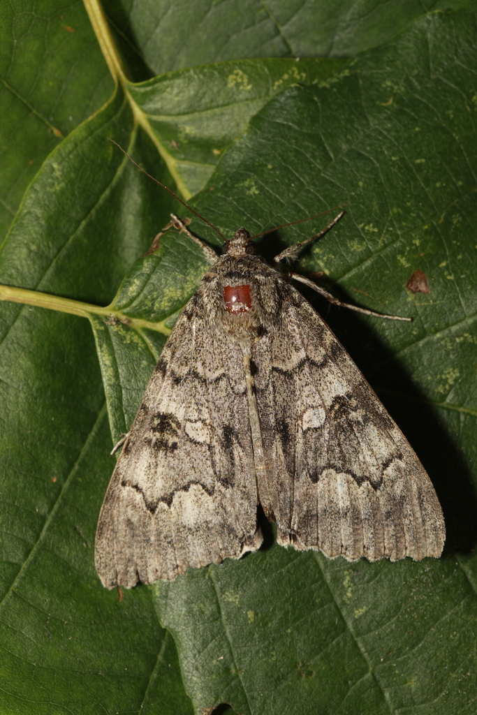 Red Underwing reference