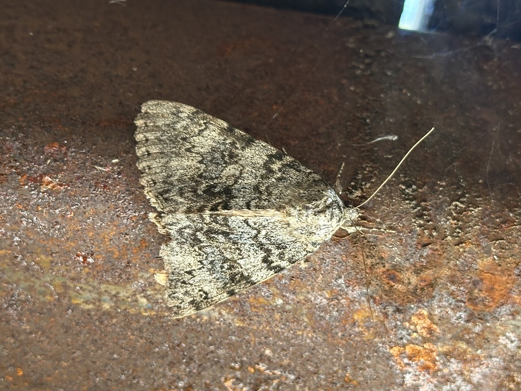 Semirelict Underwing Moth reference