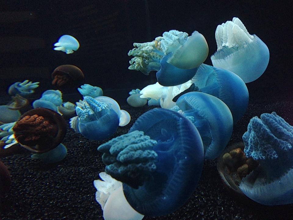Blue Blubber Jellyfish