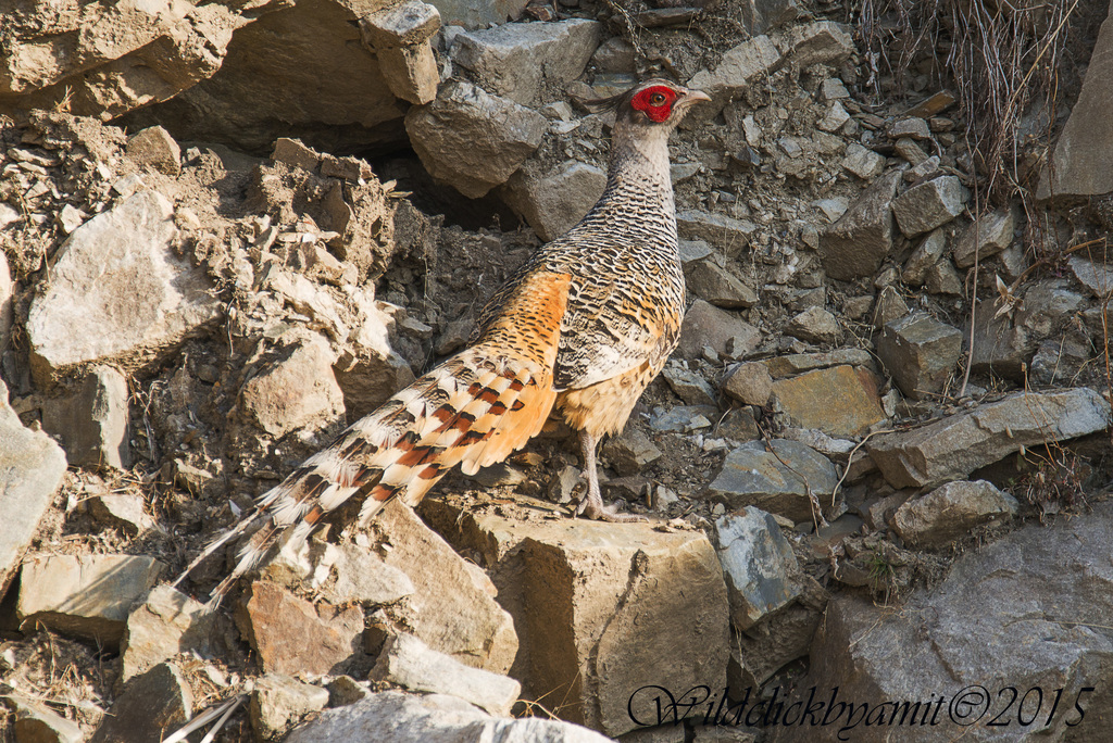 Cheer Pheasant reference
