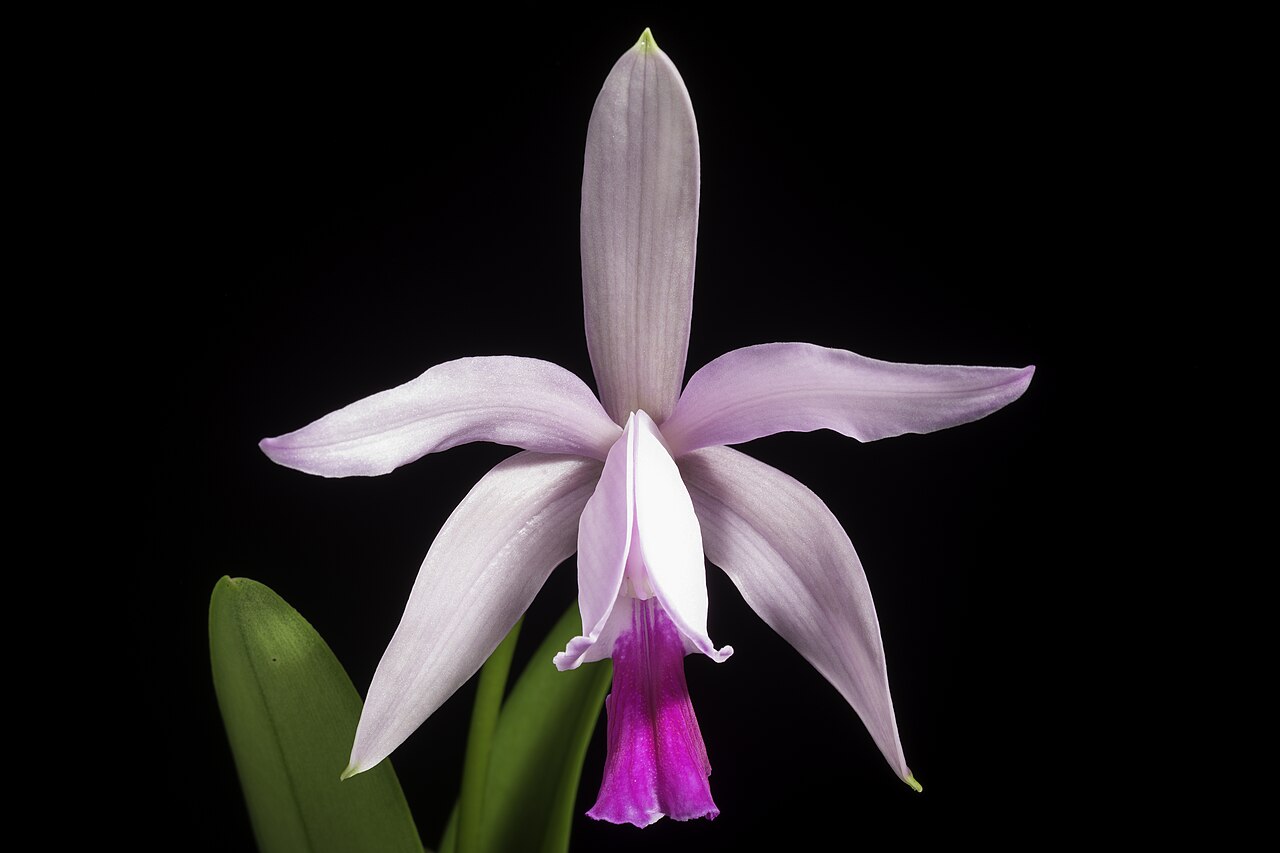 Cattleya intermedia reference
