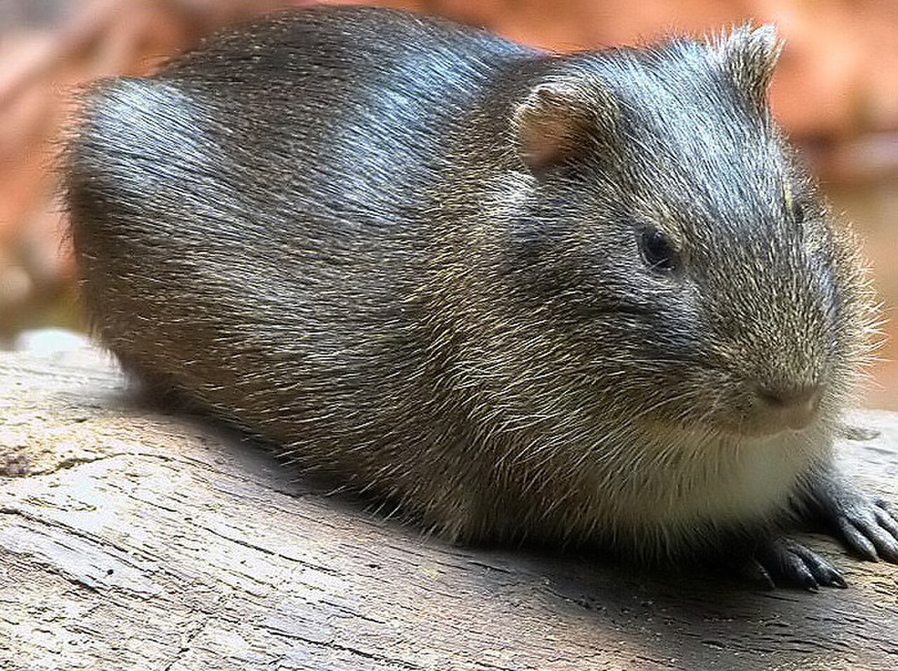 Cavia aperea reference