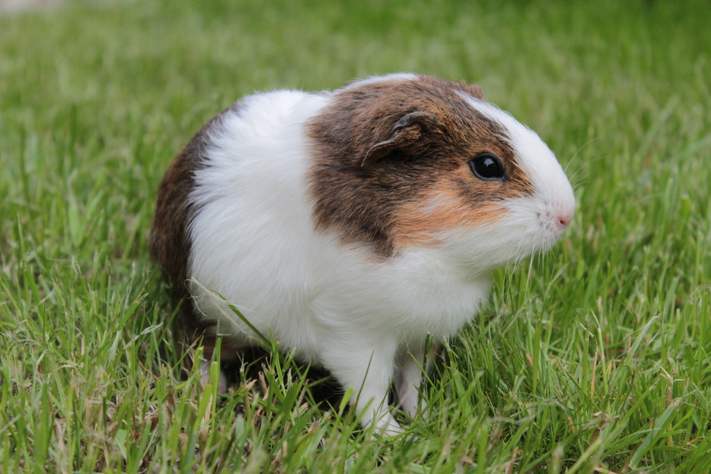 Domestic Guinea Pig reference