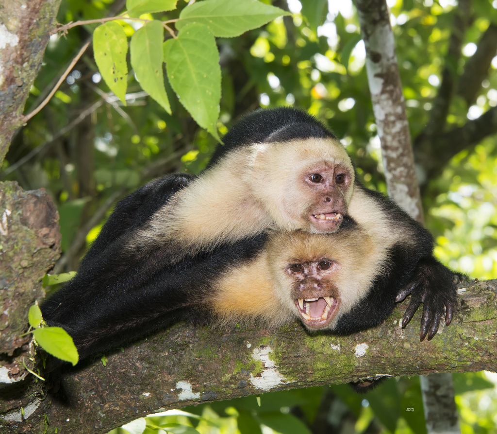 Central American White-faced Capuchin reference