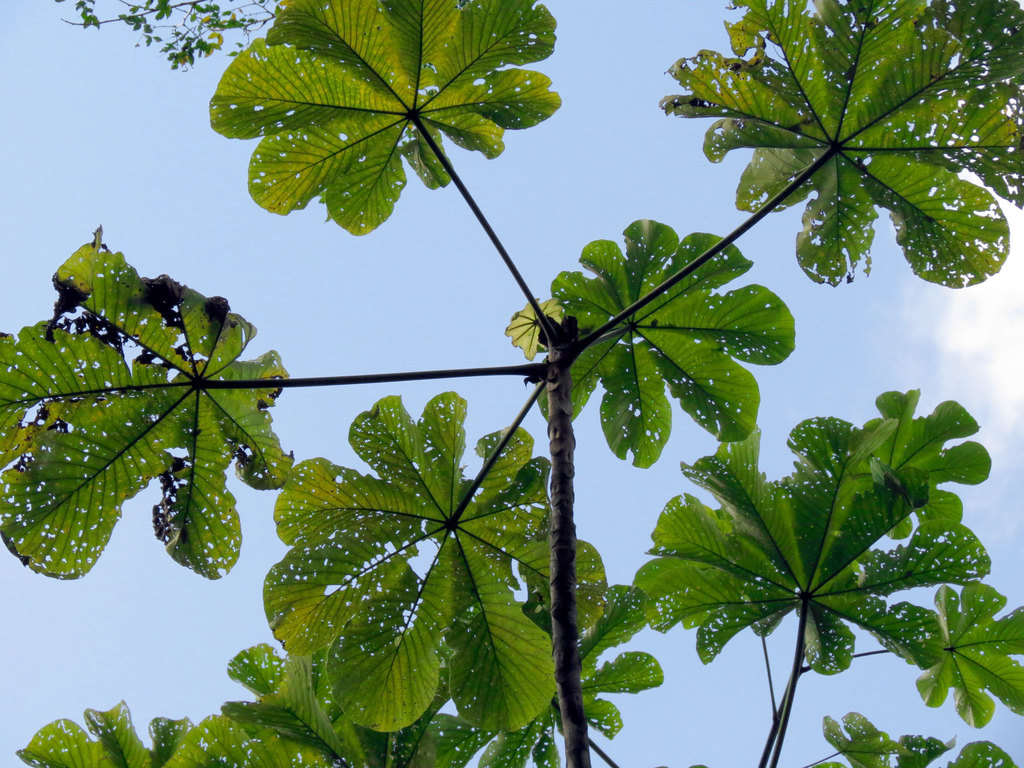 Cecropia longipes reference
