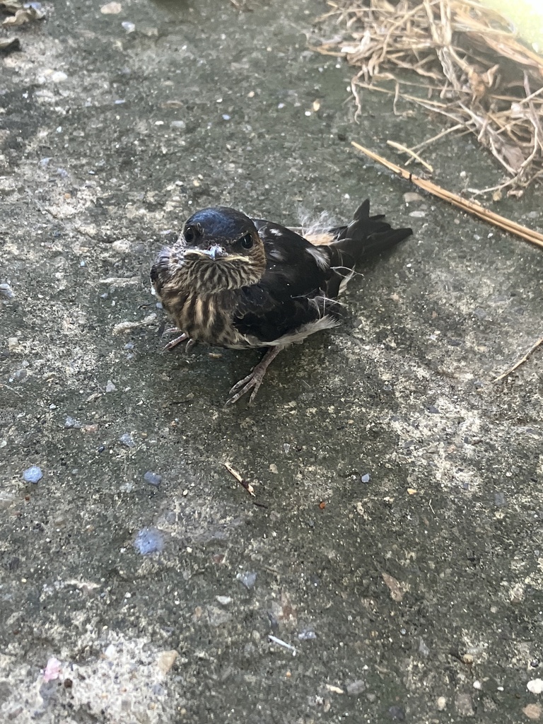 Red-rumped Swallow reference
