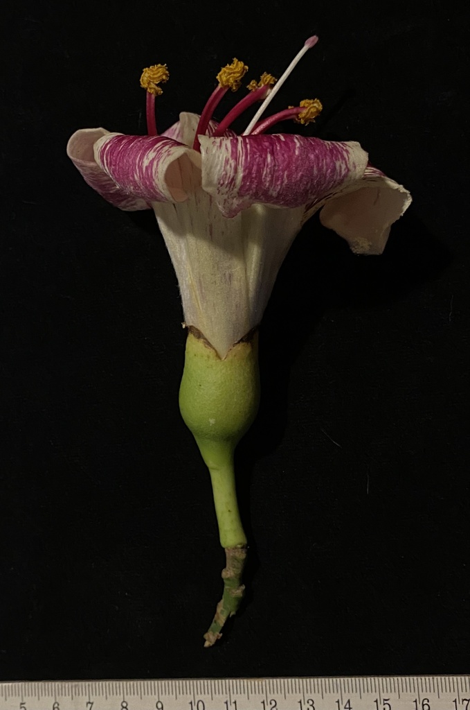 White Silk Floss Tree reference