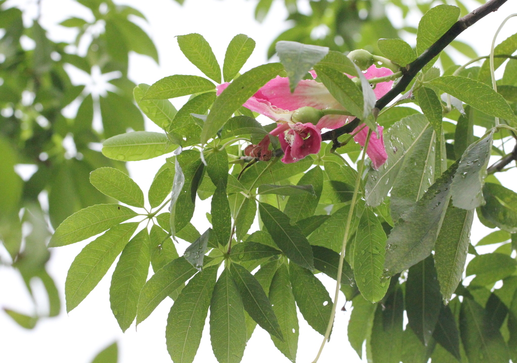Silk Floss Tree reference