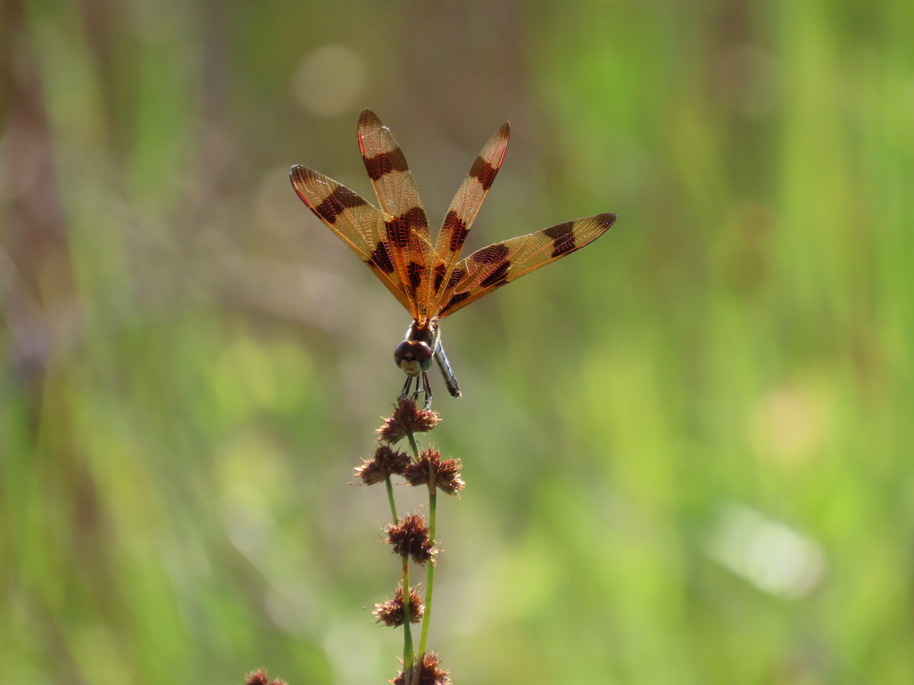 Halloween Pennant reference
