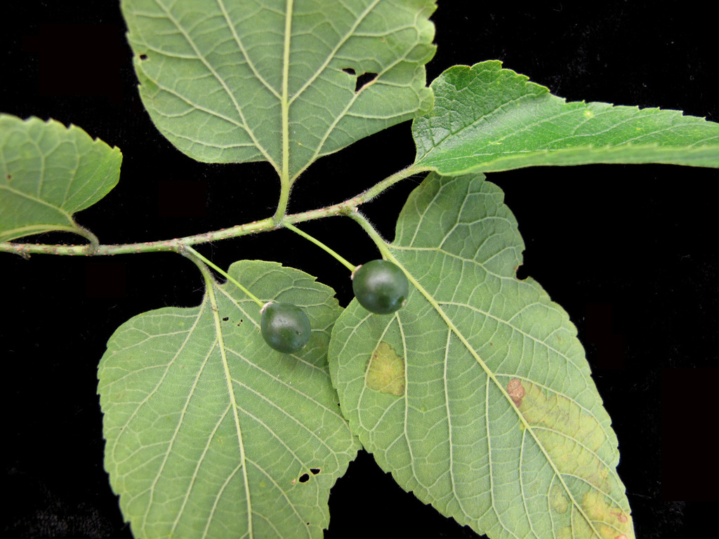 Common Hackberry reference