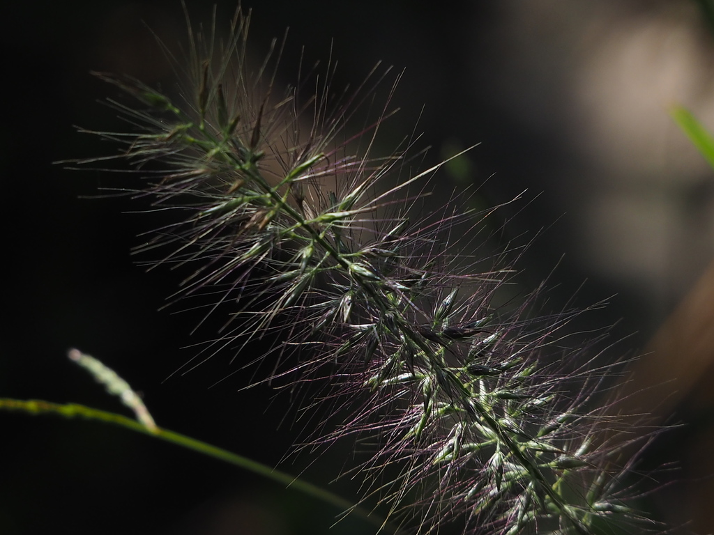Chinese Pennisetum reference