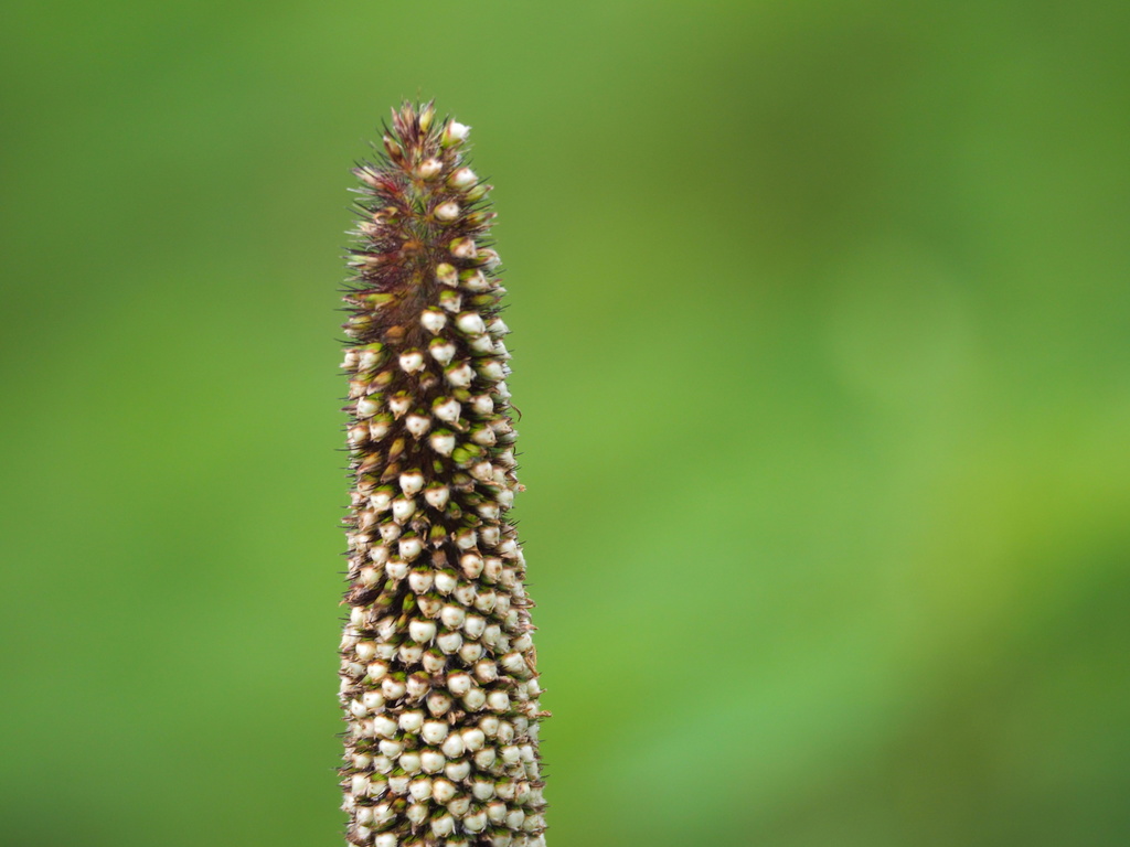 Pearl millet reference