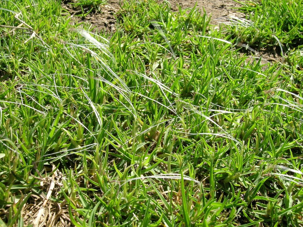 Kikuyu Grass reference