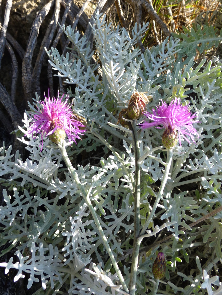 Dusty Miller reference