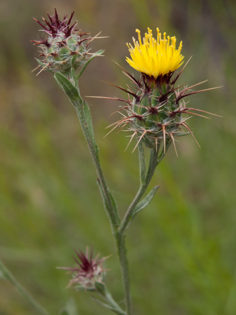 Maltese Star-thistle reference