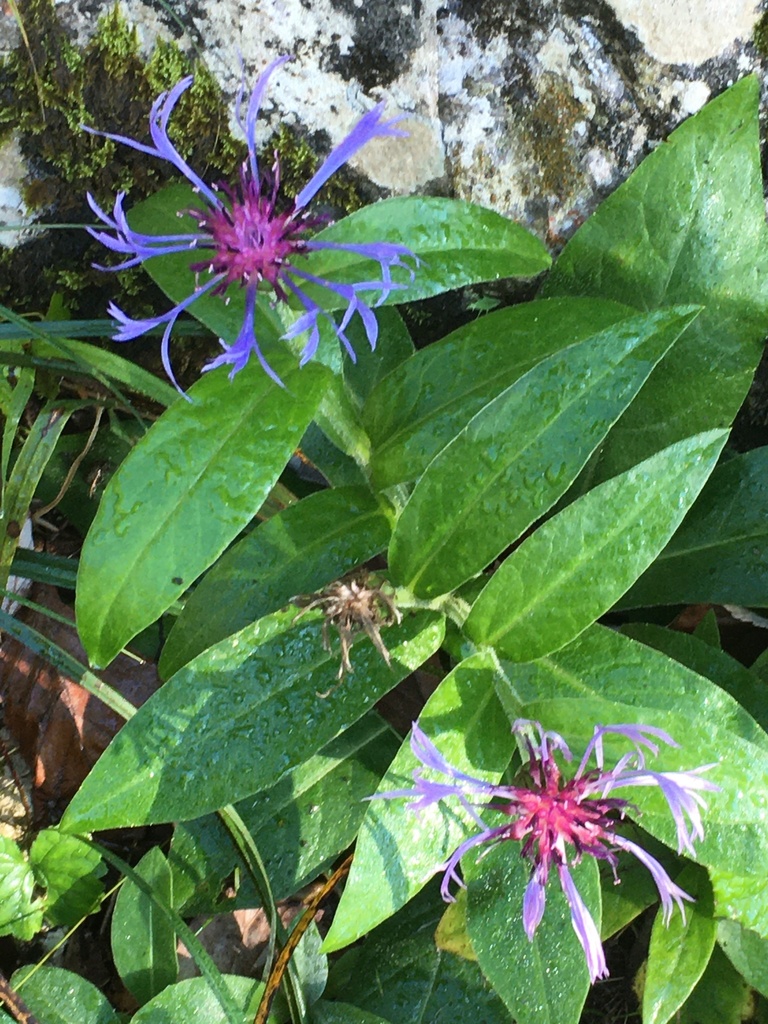Perennial Cornflower reference