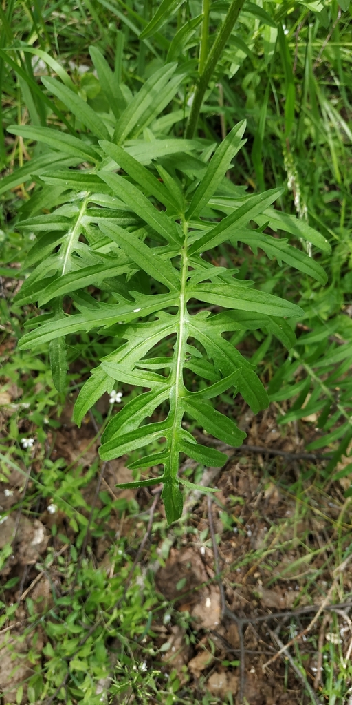 Greater Knapweed reference