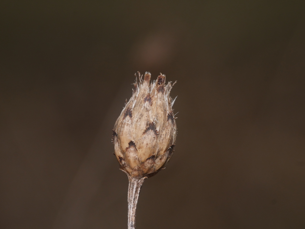 spotted knapweed reference