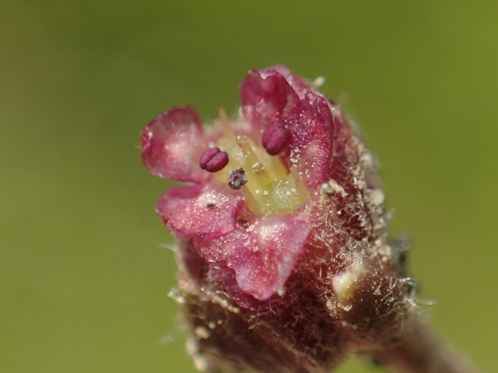 Indian Pennywort reference
