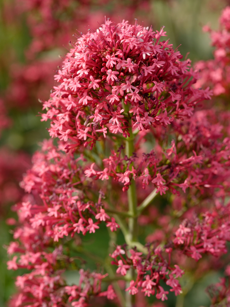 Red Valerian reference