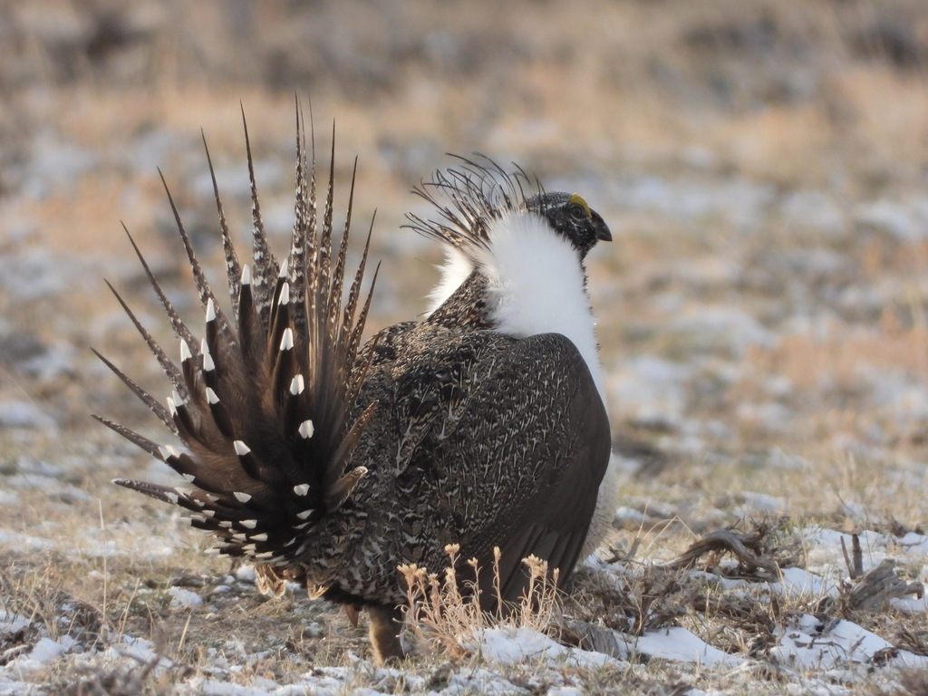 Greater Sage-Grouse reference