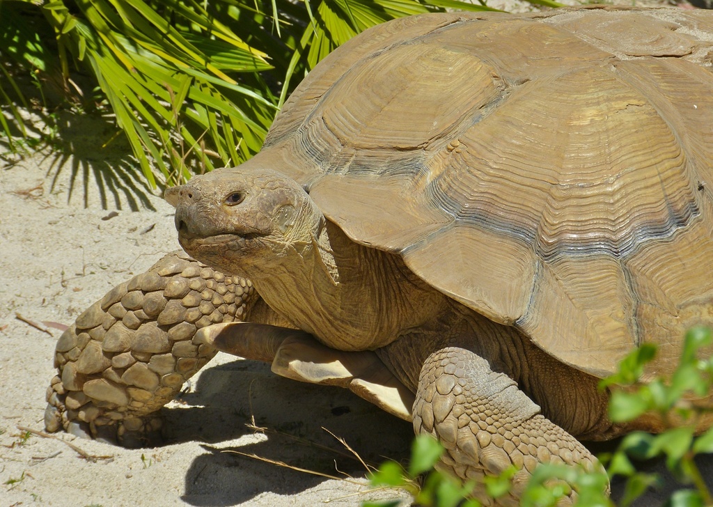 African Spurred Tortoise reference