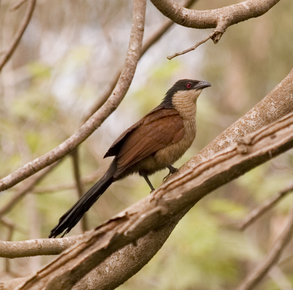 Senegal Coucal reference