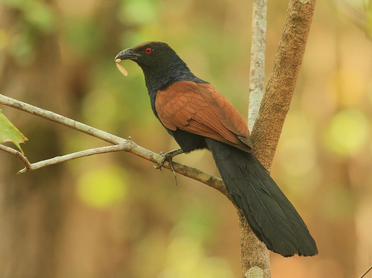 Greater Coucal reference