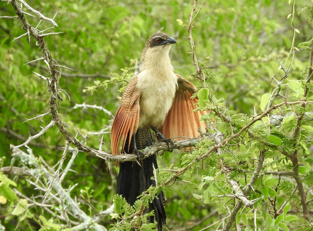 White-browed Coucal reference