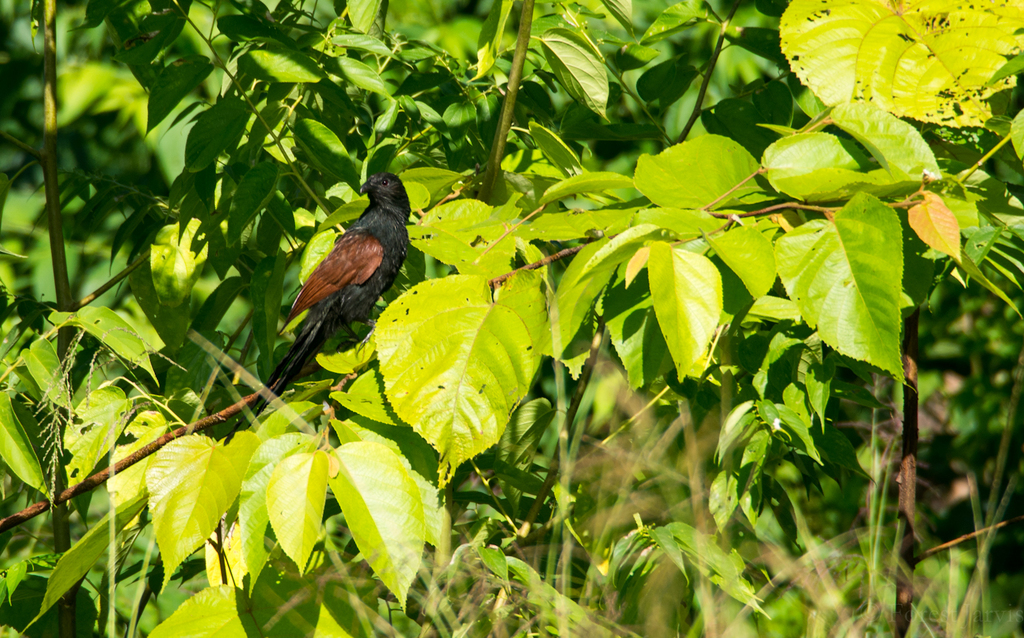 Philippine Coucal reference