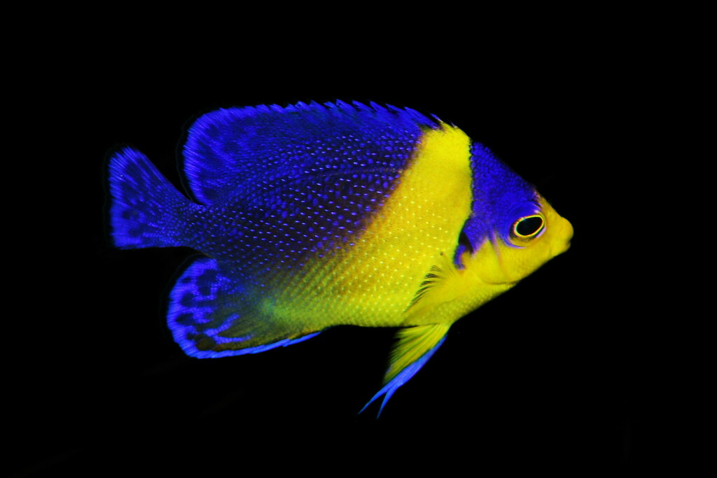 Purplemask Angelfish reference