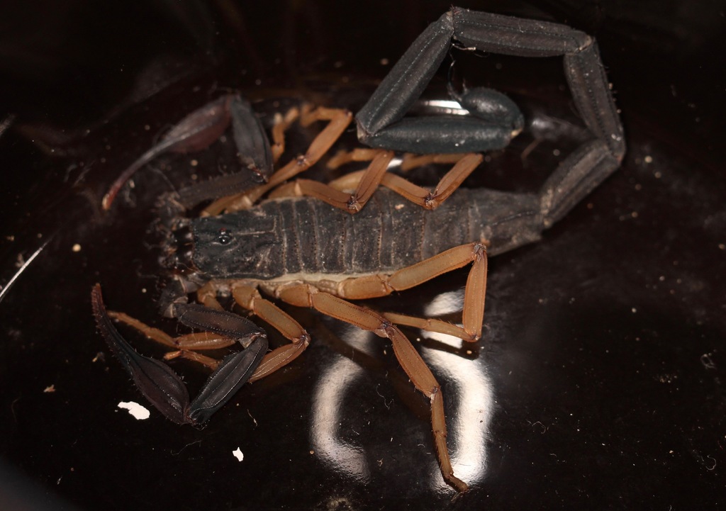 Slender Brown Scorpion reference