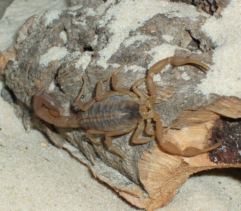 Striped Bark Scorpion reference