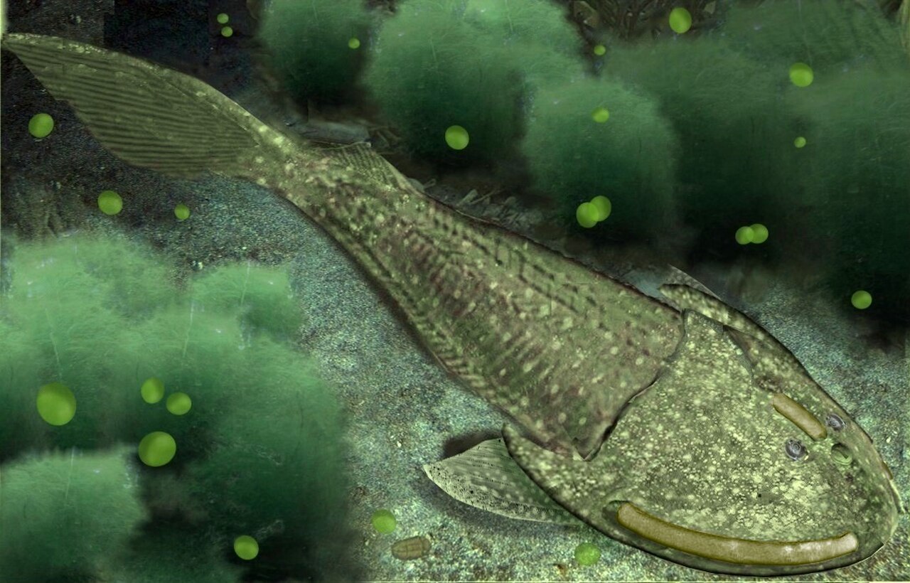 Cephalaspis lyellii reference