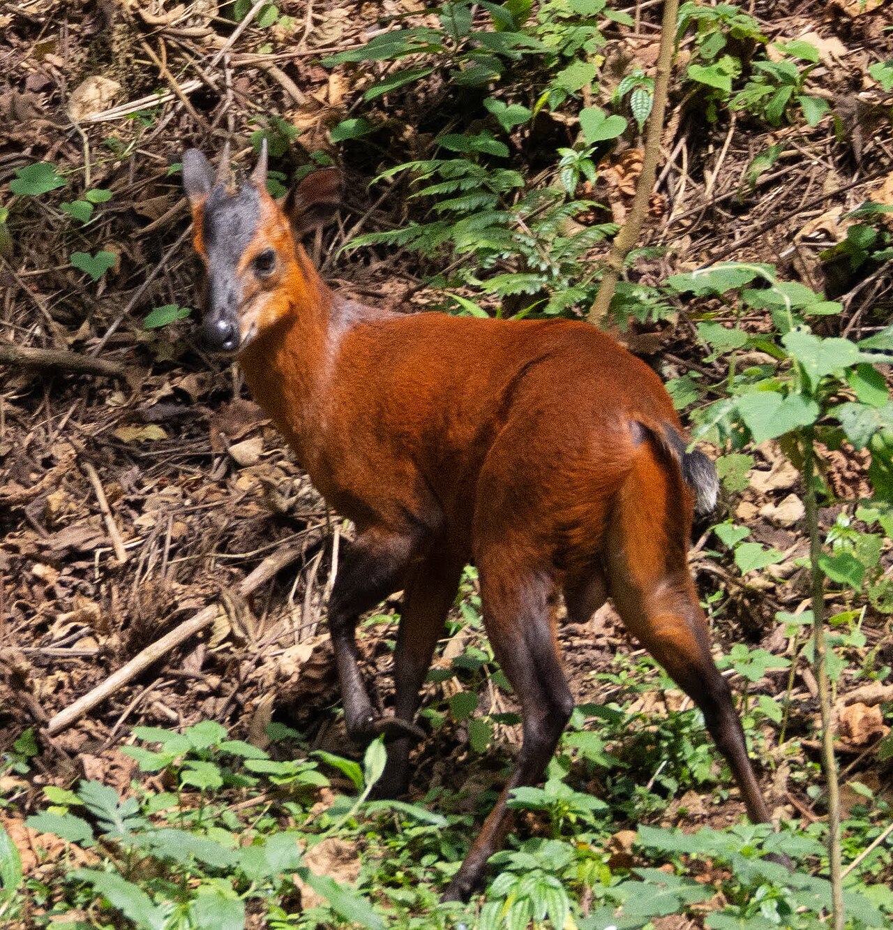 Rwenzori Duiker reference