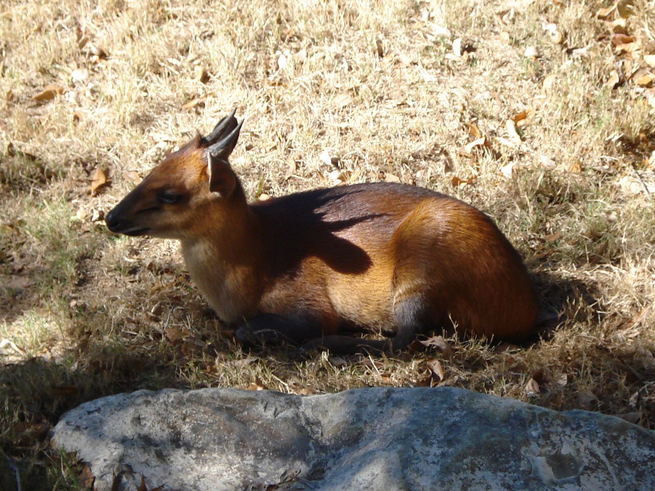 Red-flanked Duiker reference