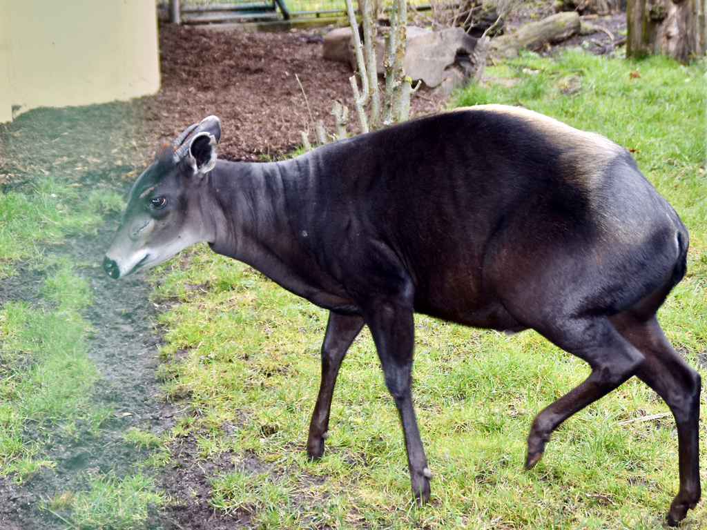 Light-backed Duiker reference