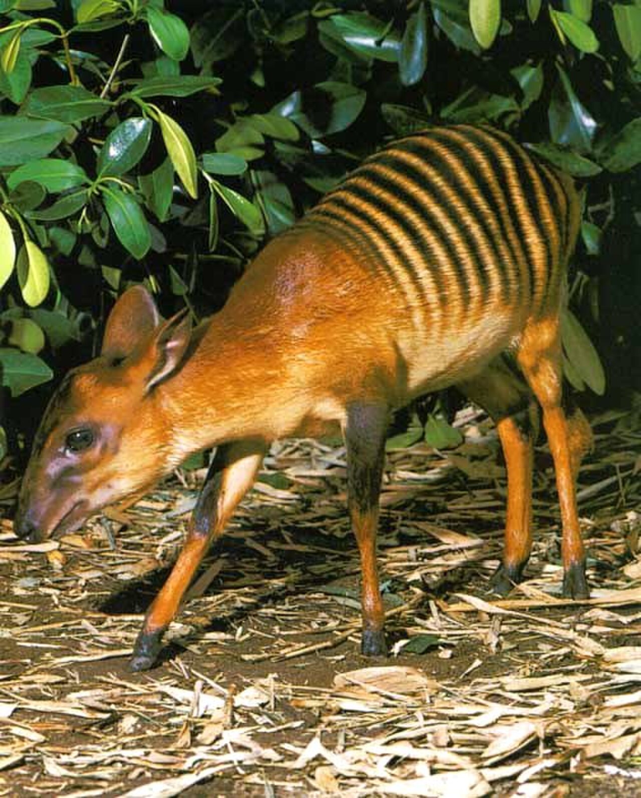 Zebra Duiker reference
