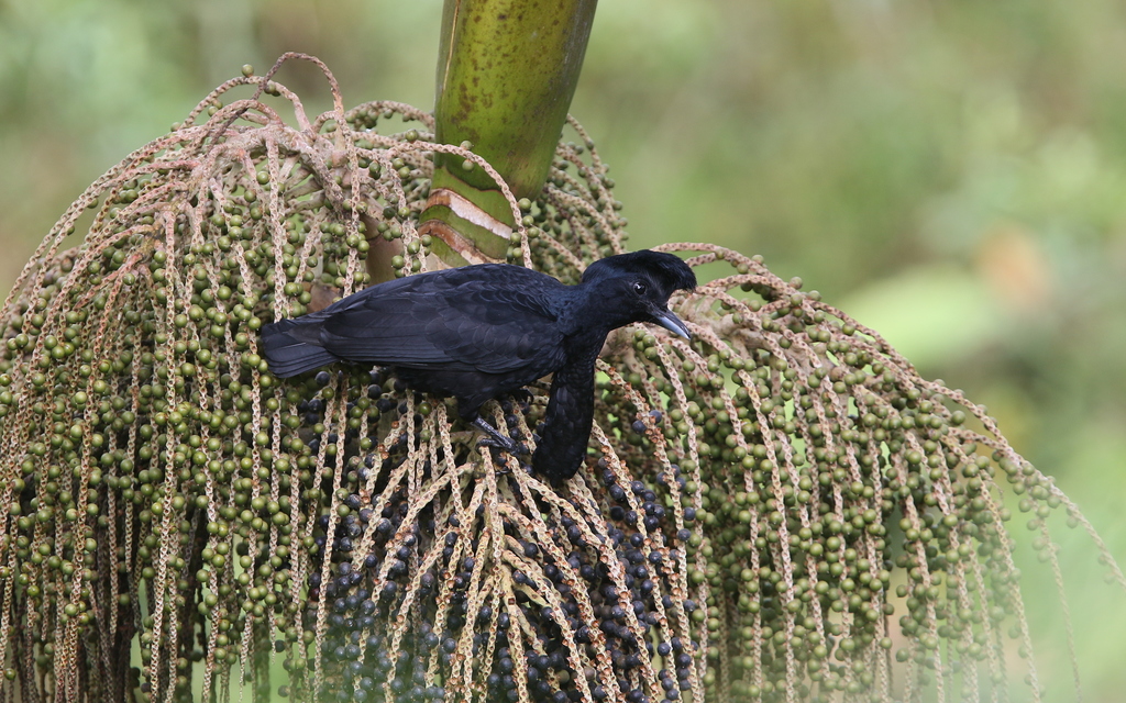 Long-wattled Umbrellabird reference