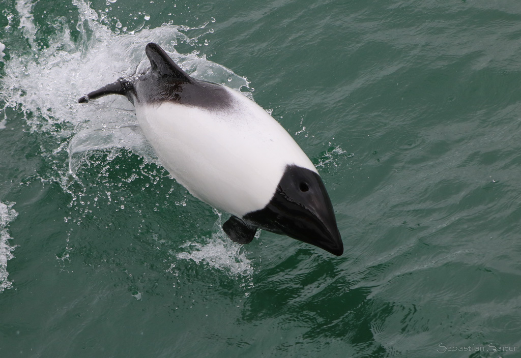 Commerson's Dolphin reference