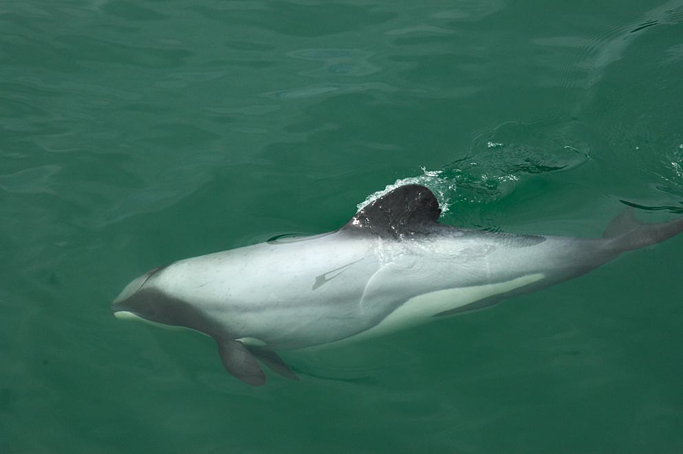 Hector's Dolphin reference
