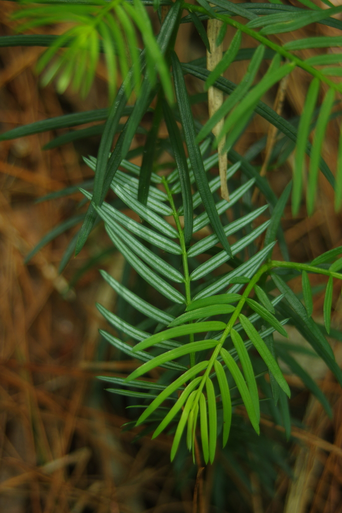 Japanese Plum-yew reference
