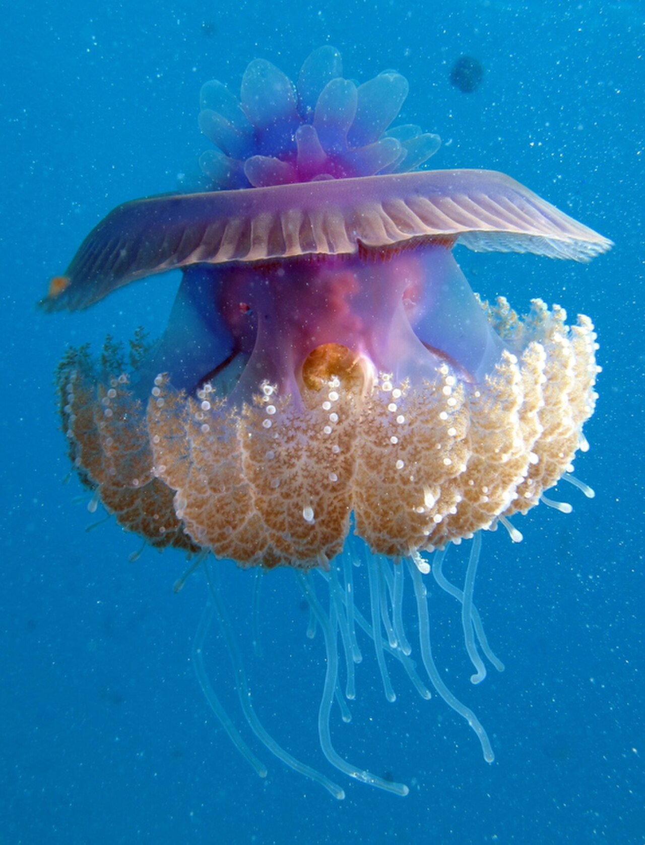 Cauliflower Jelly reference