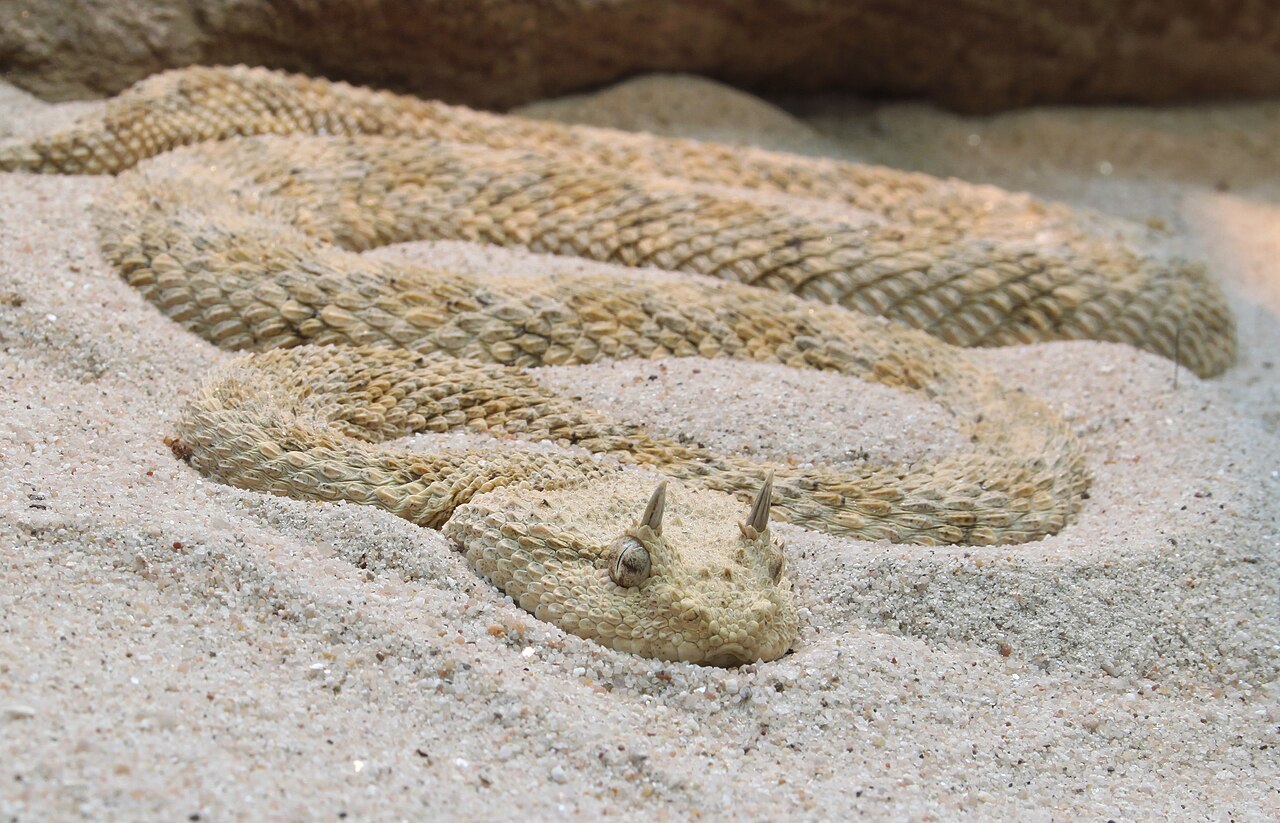 Saharan Horned Viper reference