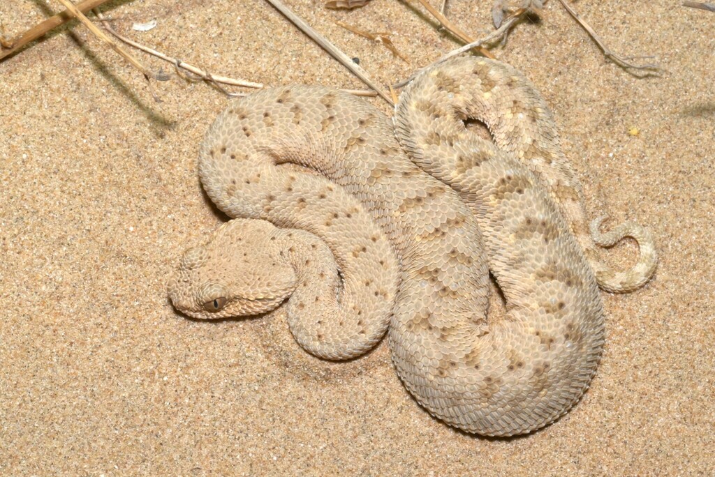 Arabian Horned Viper reference