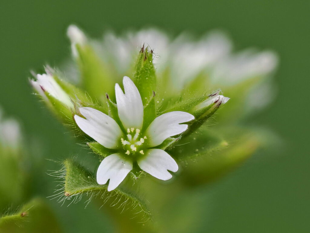 Sticky Mouse-ear Chickweed reference